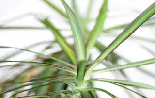 Mis on bambus ja miks eelistada bambusest tooteid?